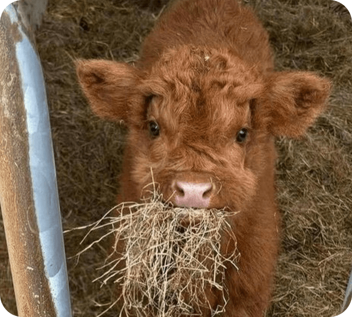 Paket investasi ternak qurban